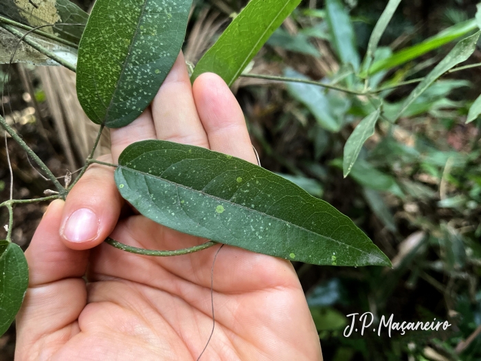 Bignonia binata
