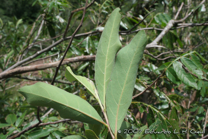 Terminalia australis