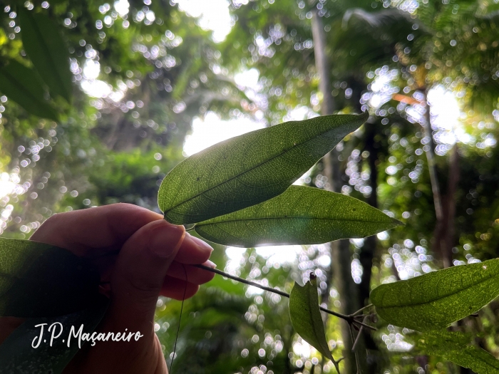 Bignonia binata