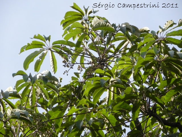 Didymopanax morototoni