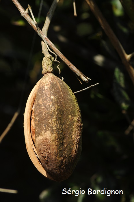 Amphilophium paniculatum