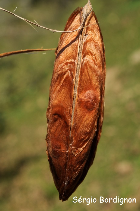 Amphilophium paniculatum