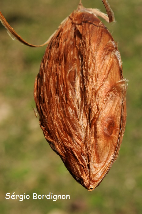 Amphilophium paniculatum