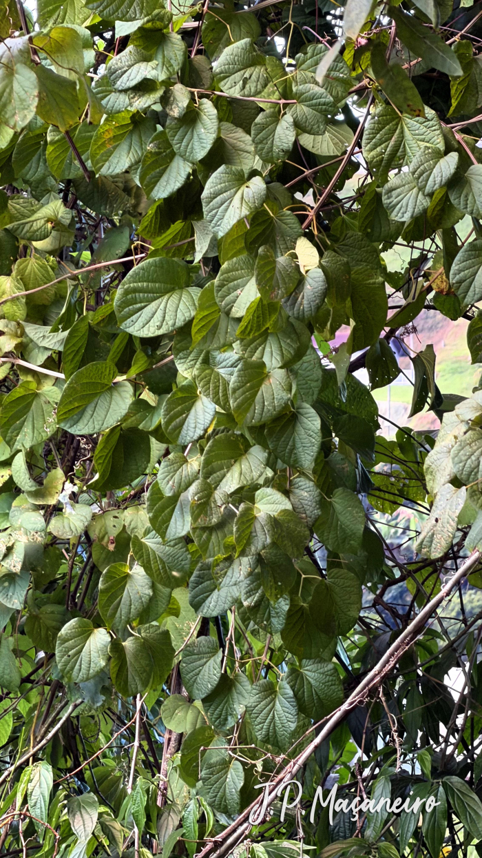 Amphilophium crucigerum