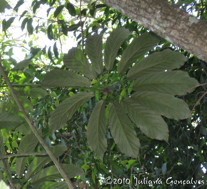 Didymopanax morototoni