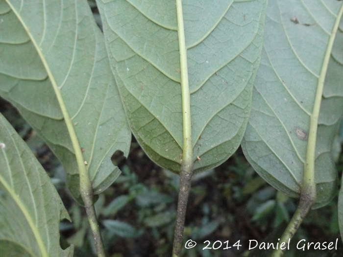 Didymopanax morototoni