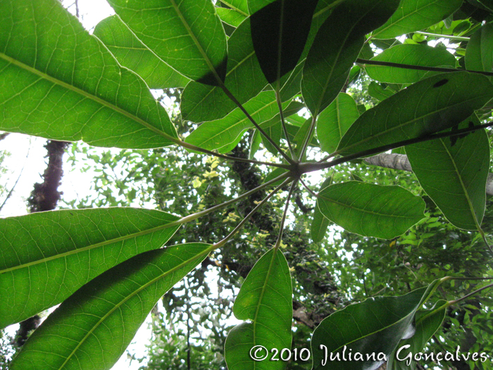 Didymopanax morototoni