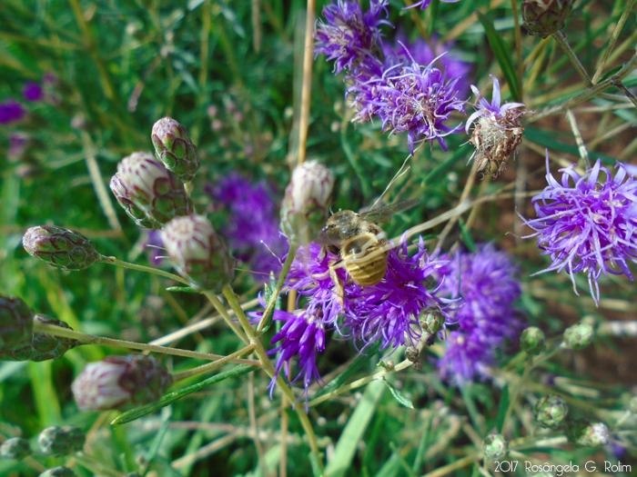 Vernonanthura nudiflora