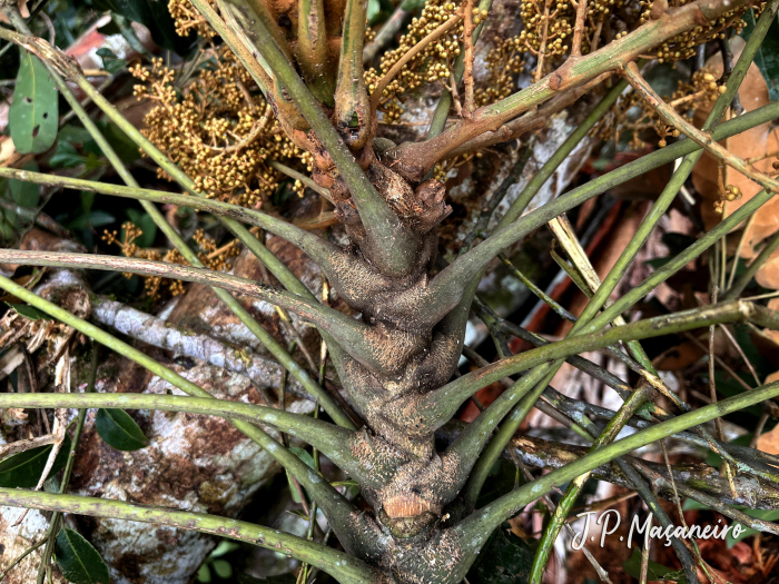 Didymopanax morototoni