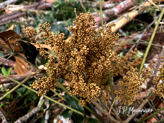 Didymopanax morototoni