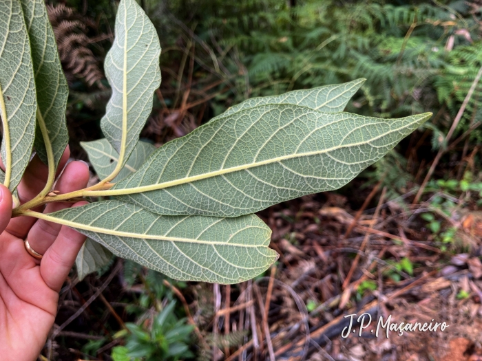 Vernonanthura divaricata