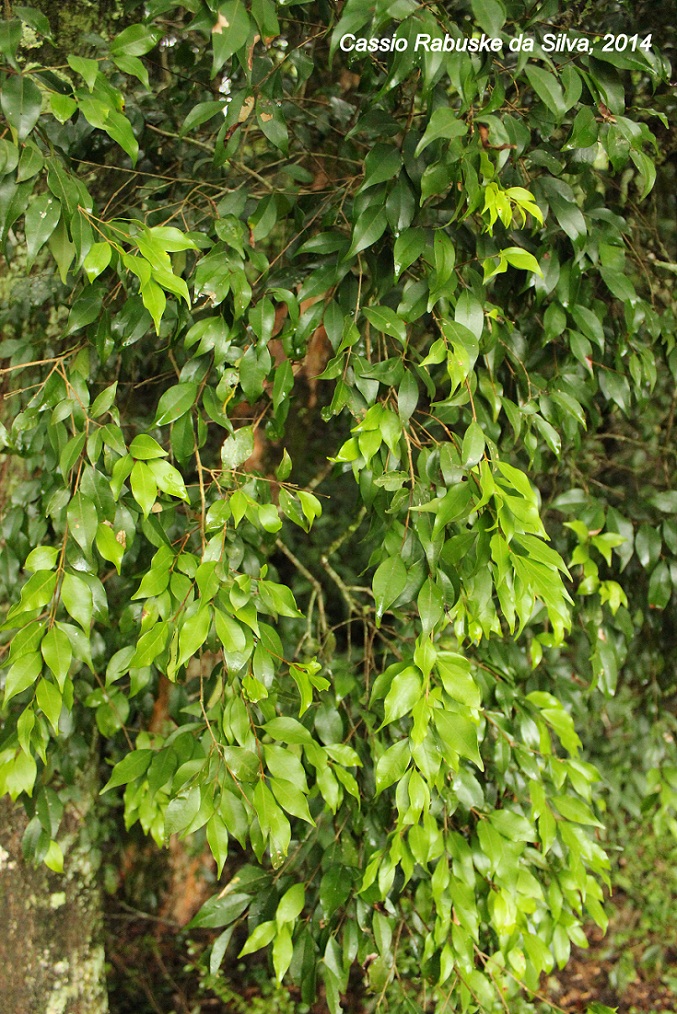 Eugenia rostrifolia