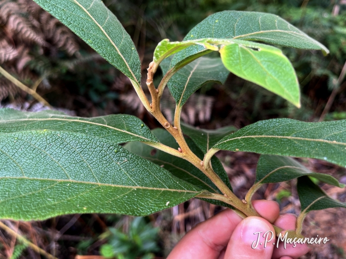 Vernonanthura divaricata