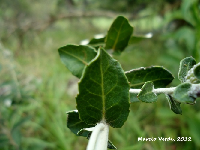 Vernonanthura chamaedrys