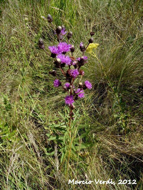 Chrysolaena cognata