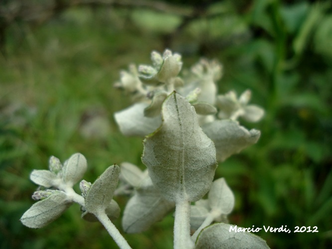 Vernonanthura chamaedrys