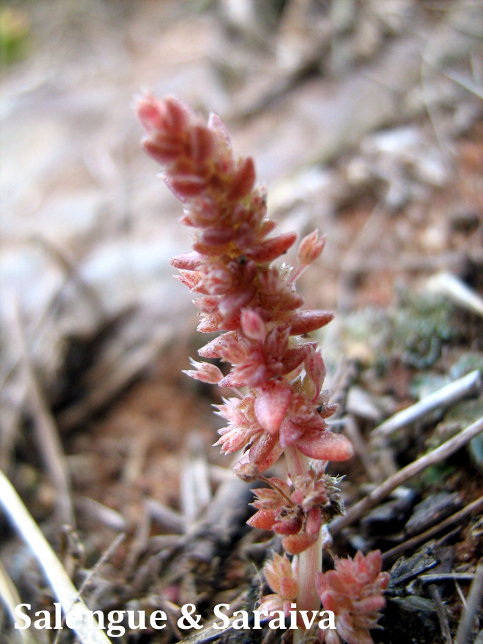 Crassula connata