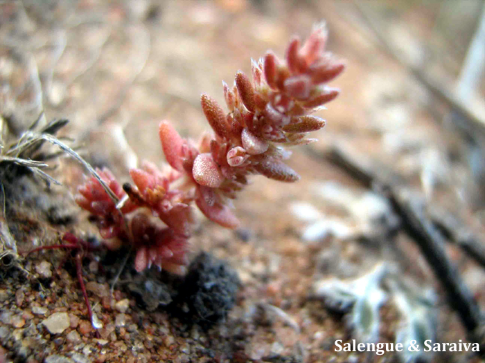 Crassula connata