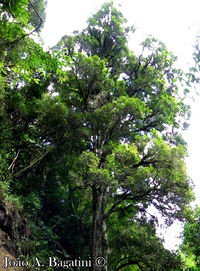 Eugenia rostrifolia