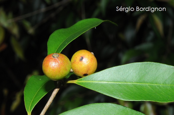 Eugenia rostrifolia