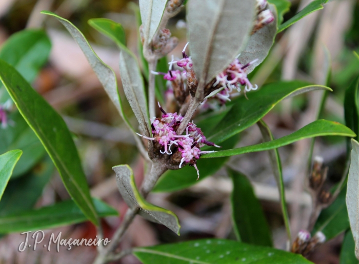 Piptocarpha densifolia