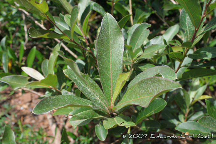 Terminalia australis