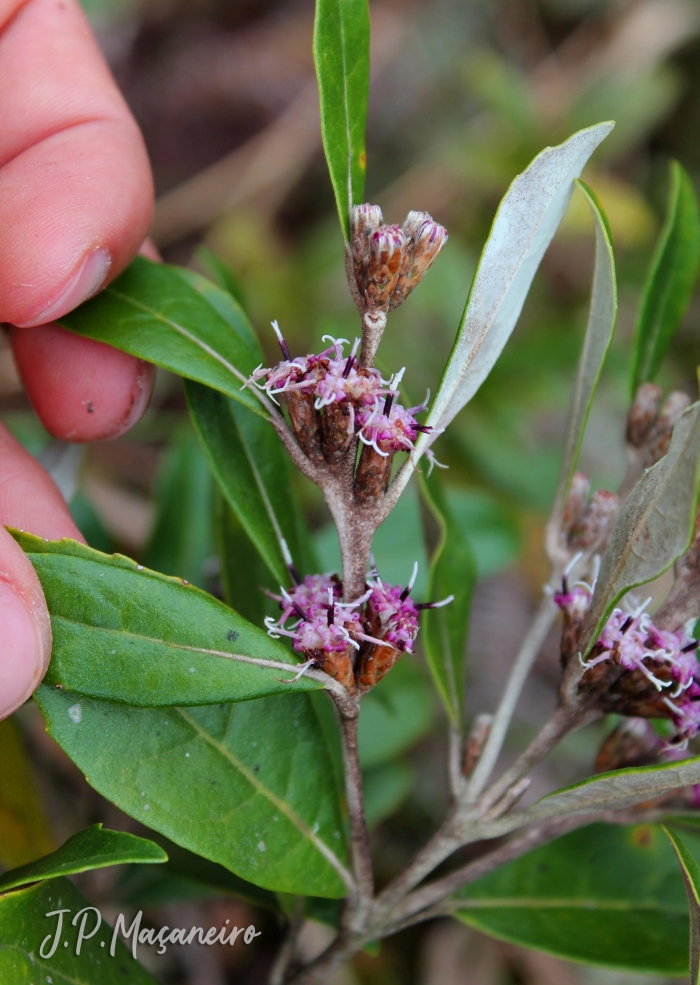 Piptocarpha densifolia