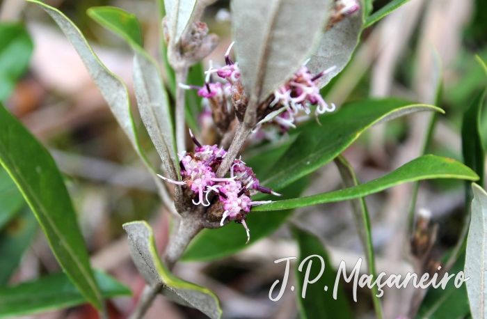 Piptocarpha densifolia