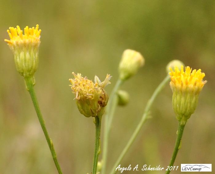 Apopyros corymbosus