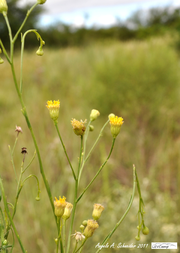 Apopyros corymbosus