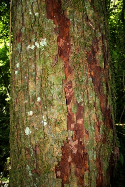 Eugenia rostrifolia