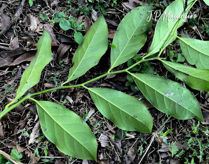 Citronella paniculata