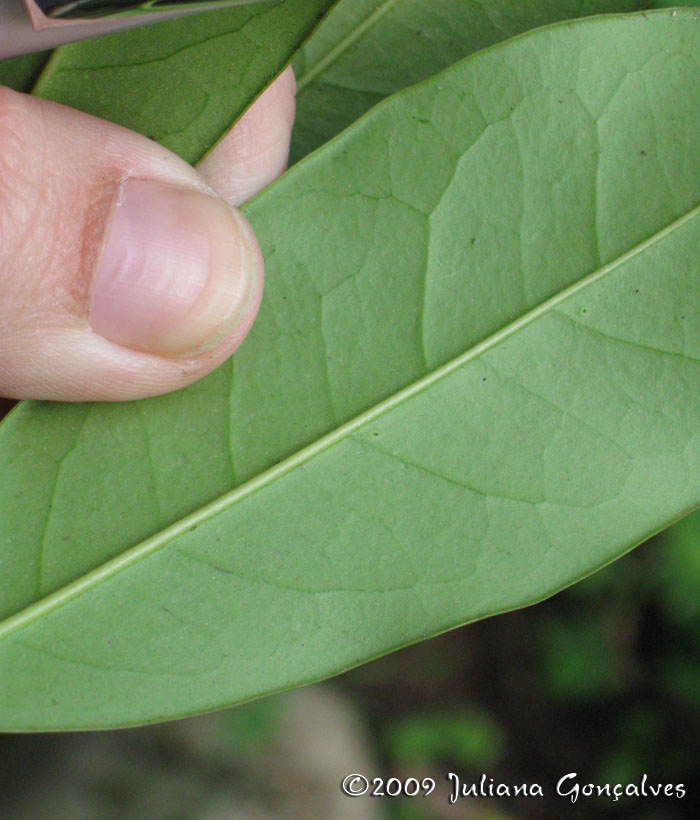 Citronella paniculata