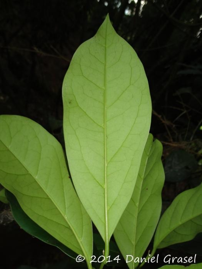 Citronella paniculata