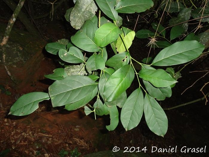 Citronella paniculata