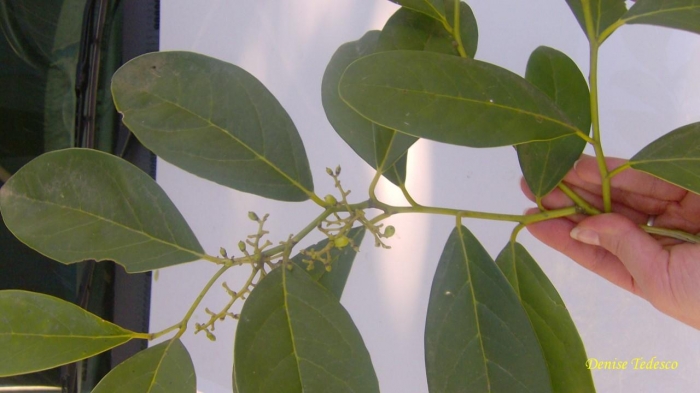 Citronella paniculata