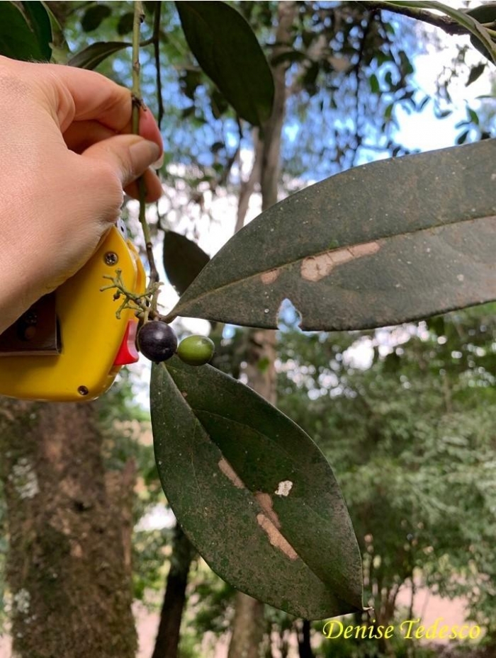 Citronella paniculata