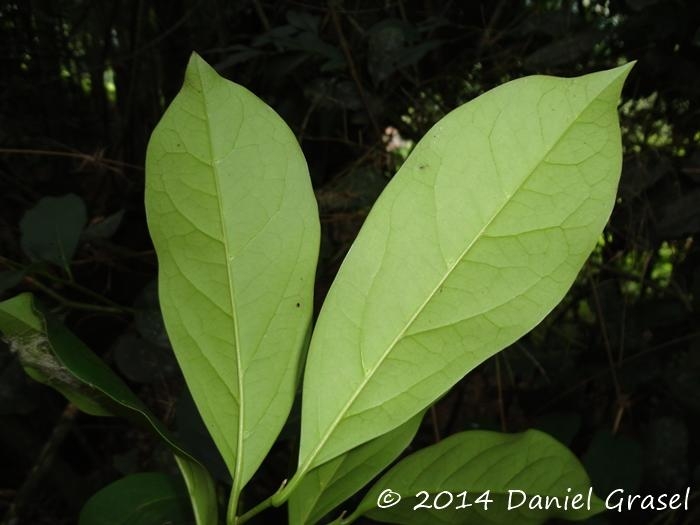 Citronella paniculata