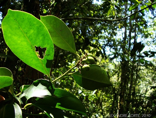 Citronella paniculata