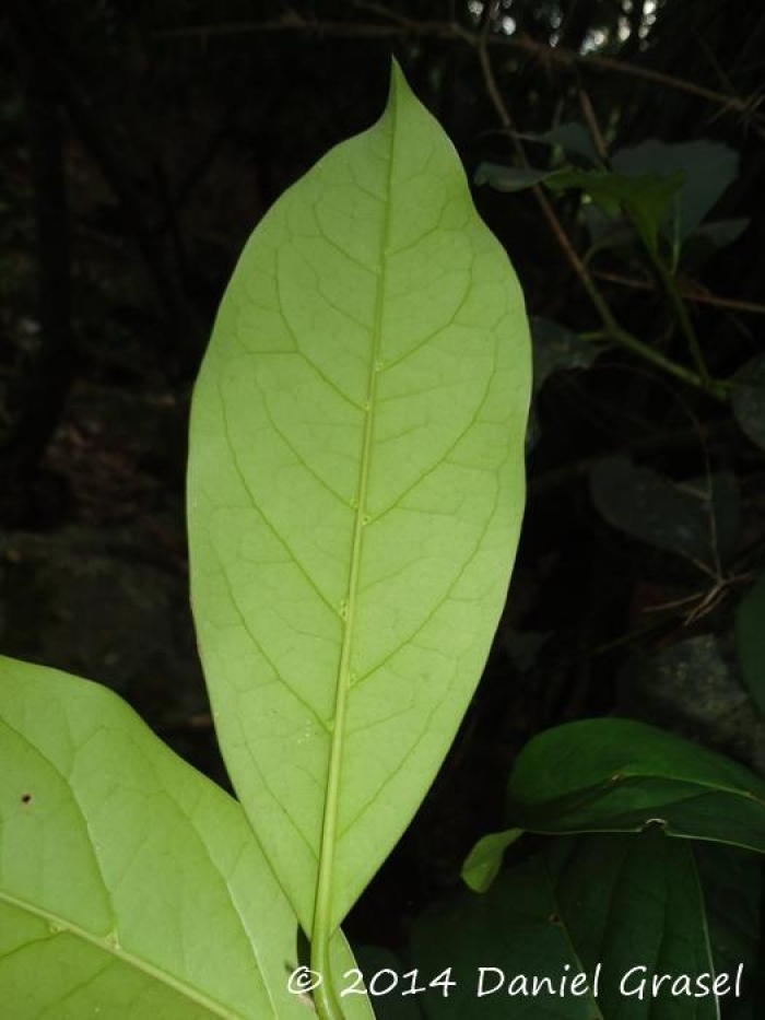 Citronella paniculata