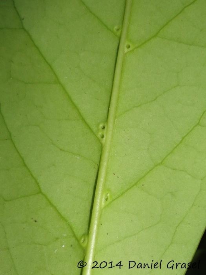 Citronella paniculata