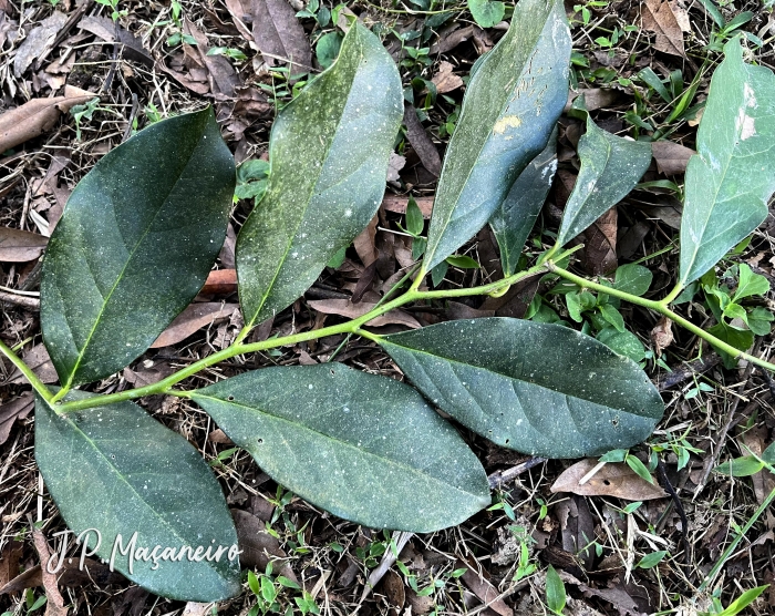 Citronella paniculata