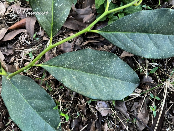 Citronella paniculata