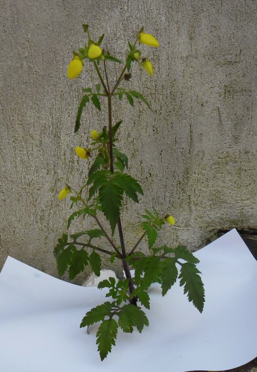 Calceolaria tripartita