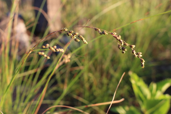 Chascolytrum lamarckianum