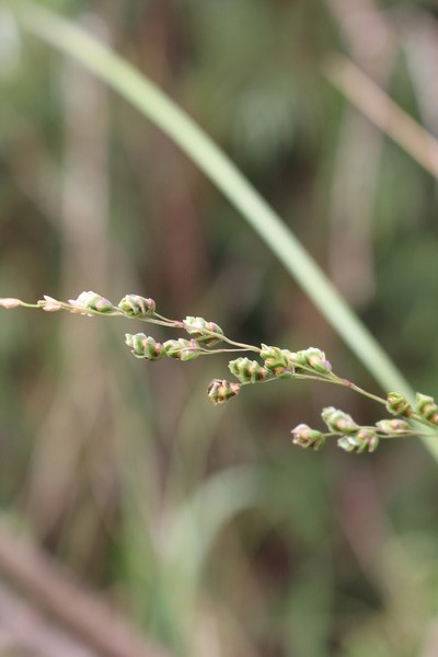 Chascolytrum lamarckianum
