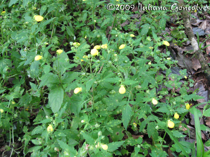 Calceolaria tripartita