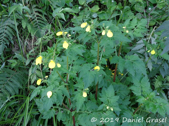 Calceolaria tripartita