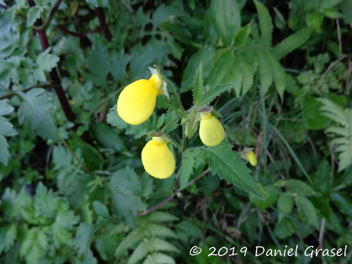 Calceolaria tripartita