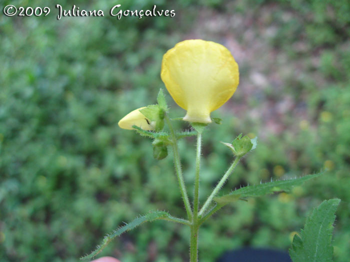 Calceolaria tripartita